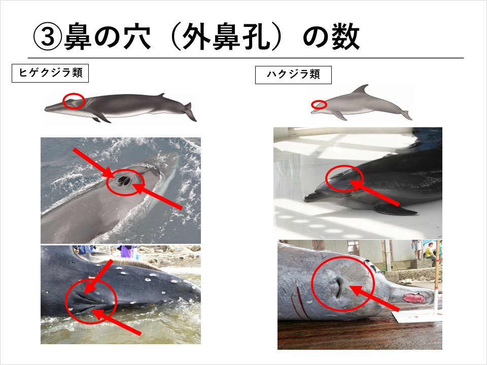クジラを学ぼう！】第2回 クジラの種類について | くじらタウン