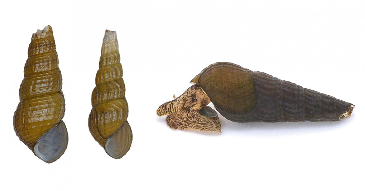 琵琶湖から新種アザイカワニナを発見―カワニナ属2種群の平行的な多様化