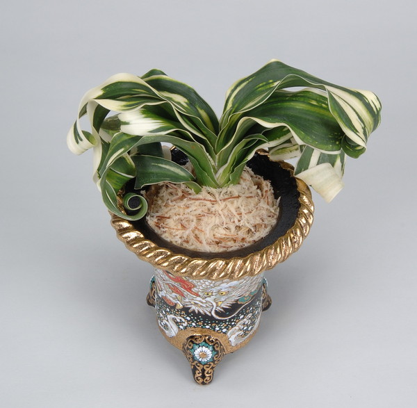 万年青 玉姫 羅紗獅子 おもと 縁金鉢 玉獅子の虎 (たまじし