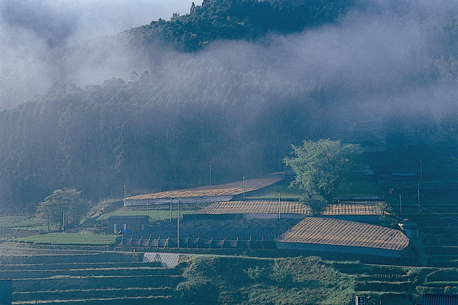 星野製茶園 オンラインショップ / TOPページ