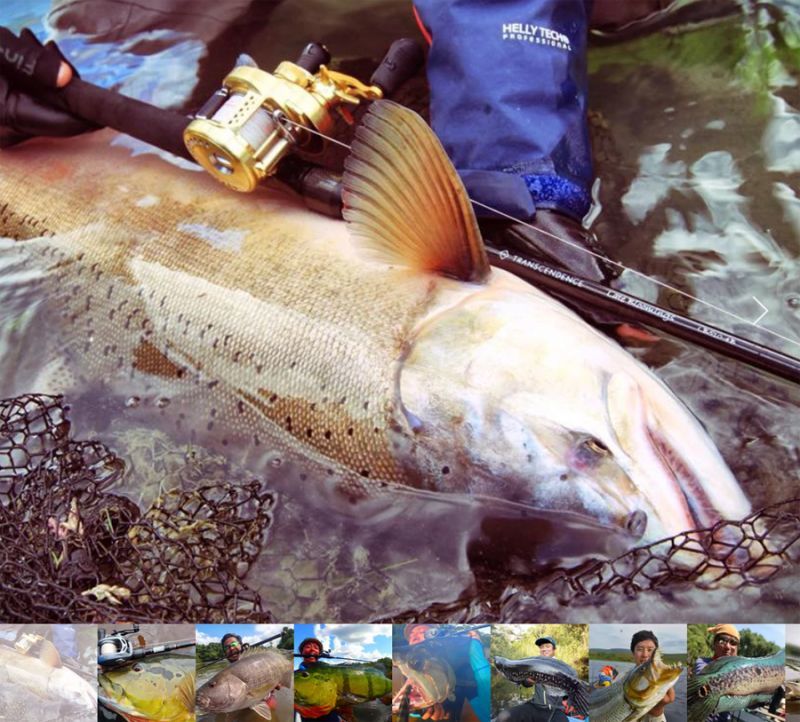 TRANSCENDENCE/トランスセンデンス】 LateBloomings510+ Rev2.0