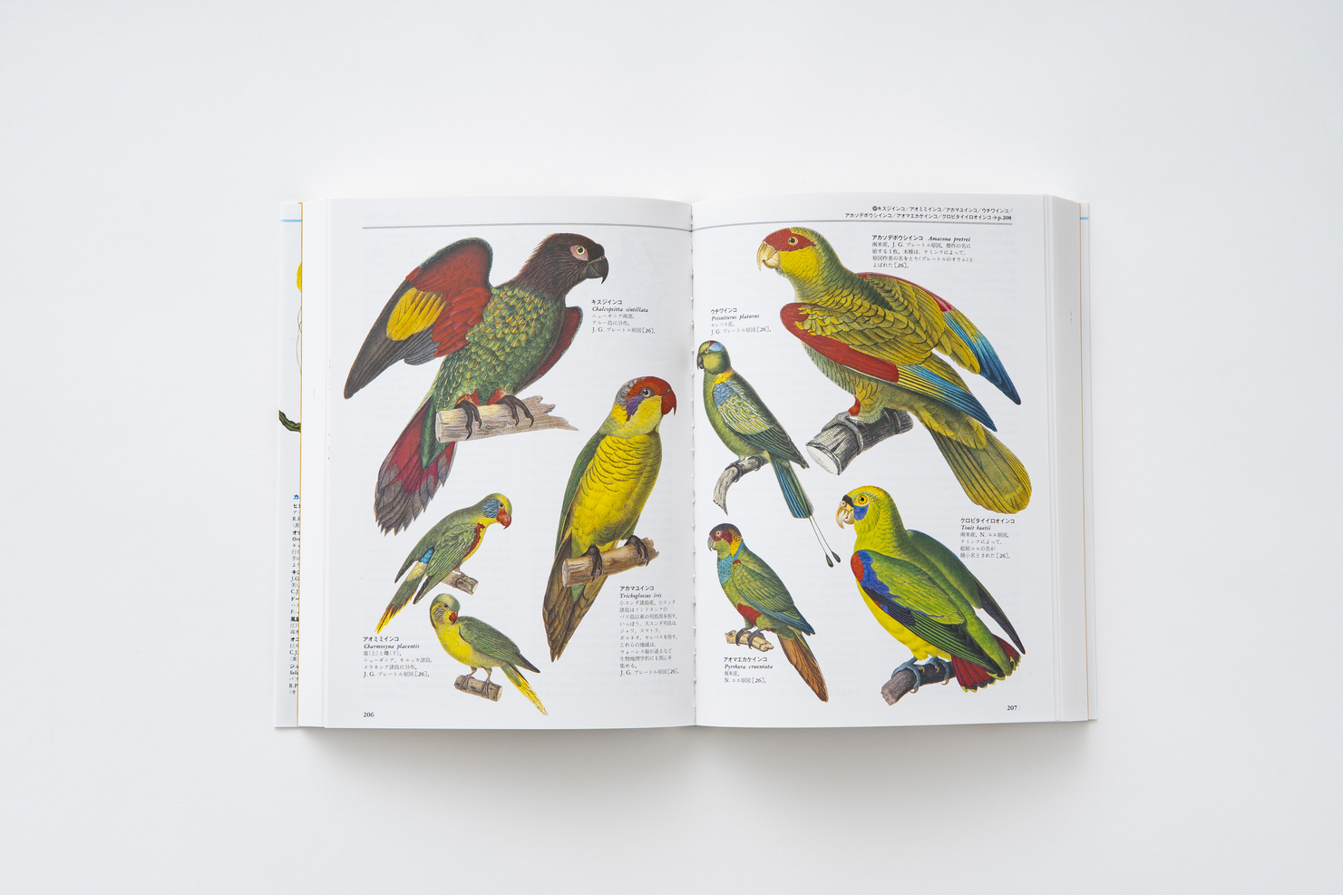 普及版 世界大博物図鑑 4 鳥類 - 平凡社