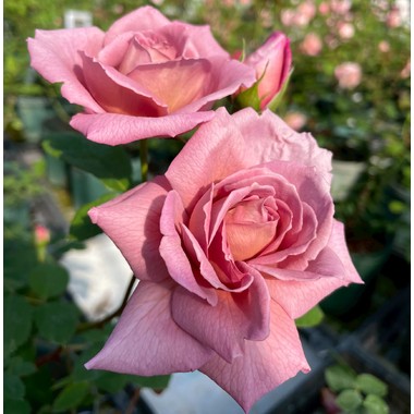 切り花品種バラ苗 レアバラ CHIFFO♡ Rose はなはなショップ