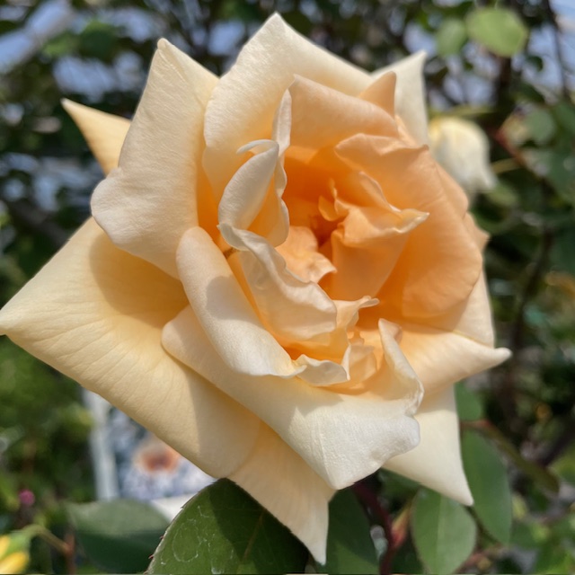 オールドローズ四季咲き強香大苗 レディー ヒリンドン Herb&Rose バラ