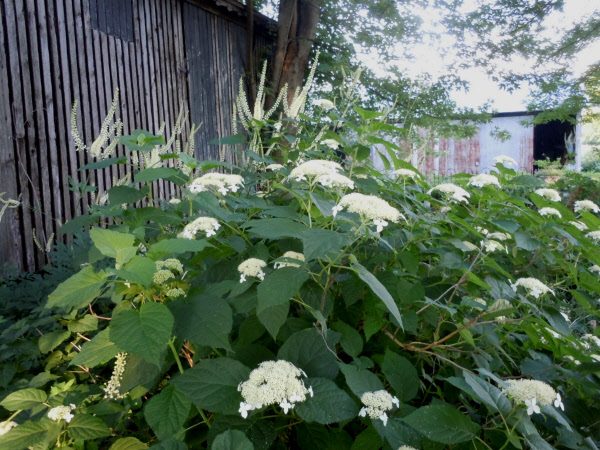 Hydrangea (Arborescens) - Heritage Flower Farm