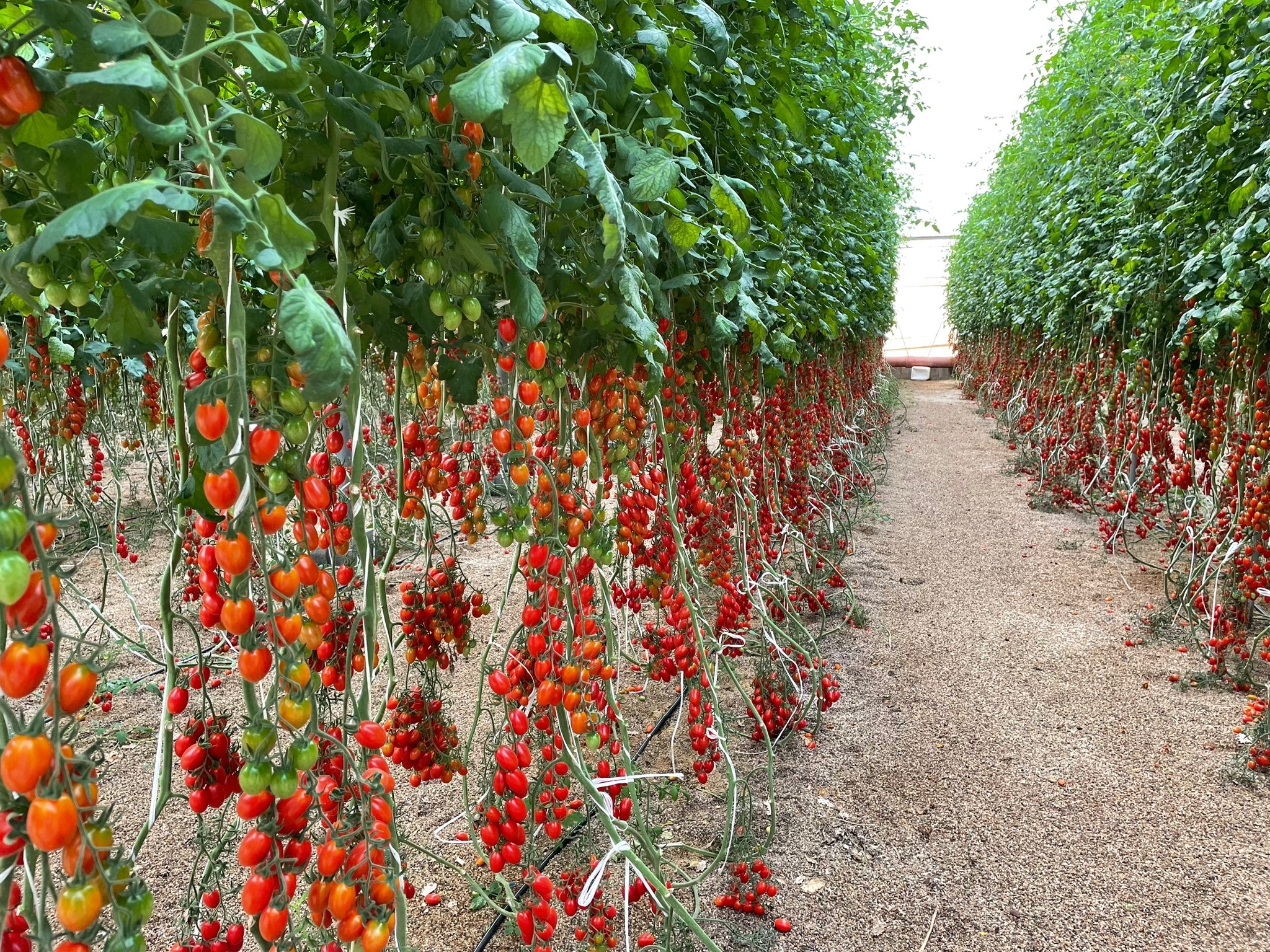 Tomatoes that work for you - Global