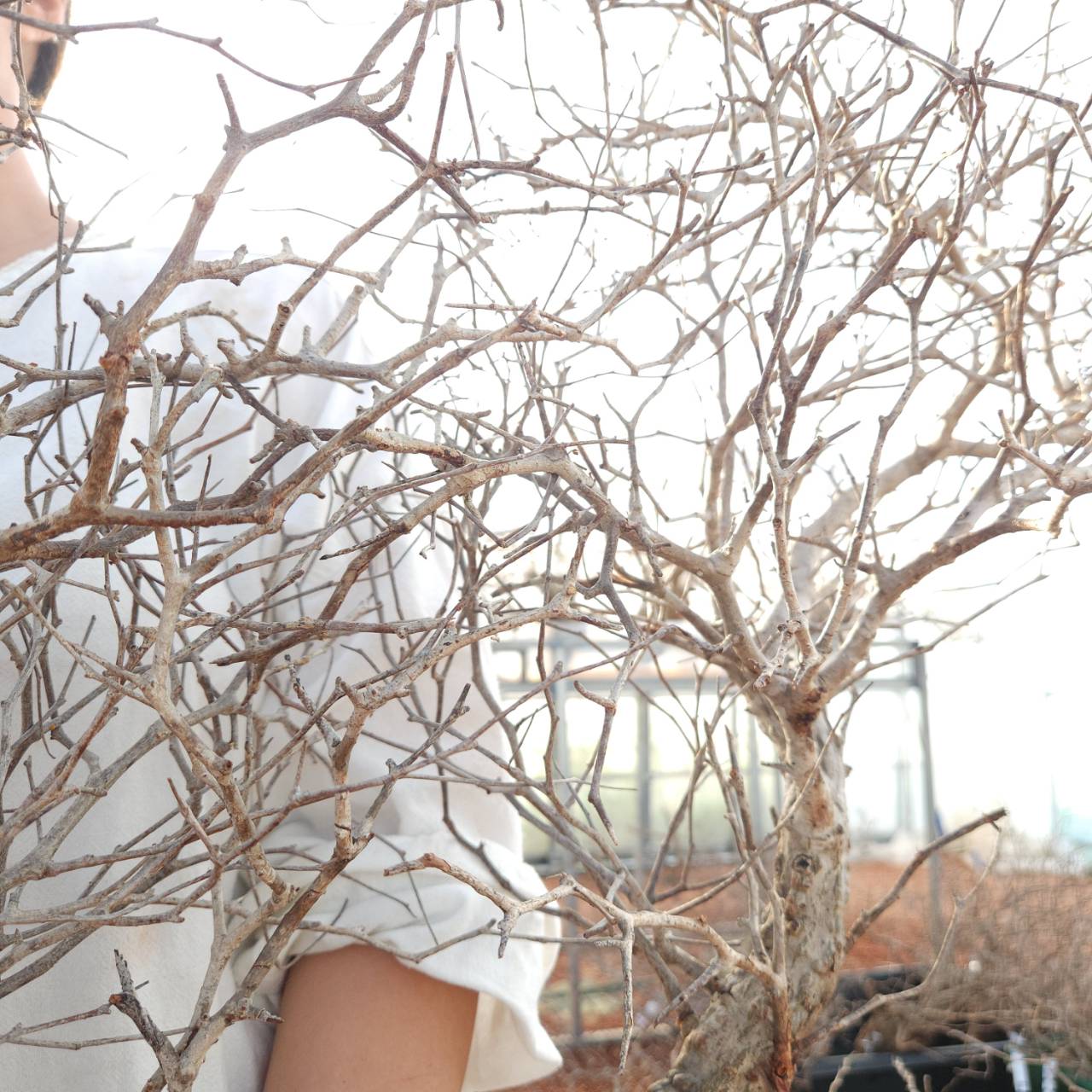 塊根植物専門『ハコネコオークション』開催中！！ – HakoNeko_Plants