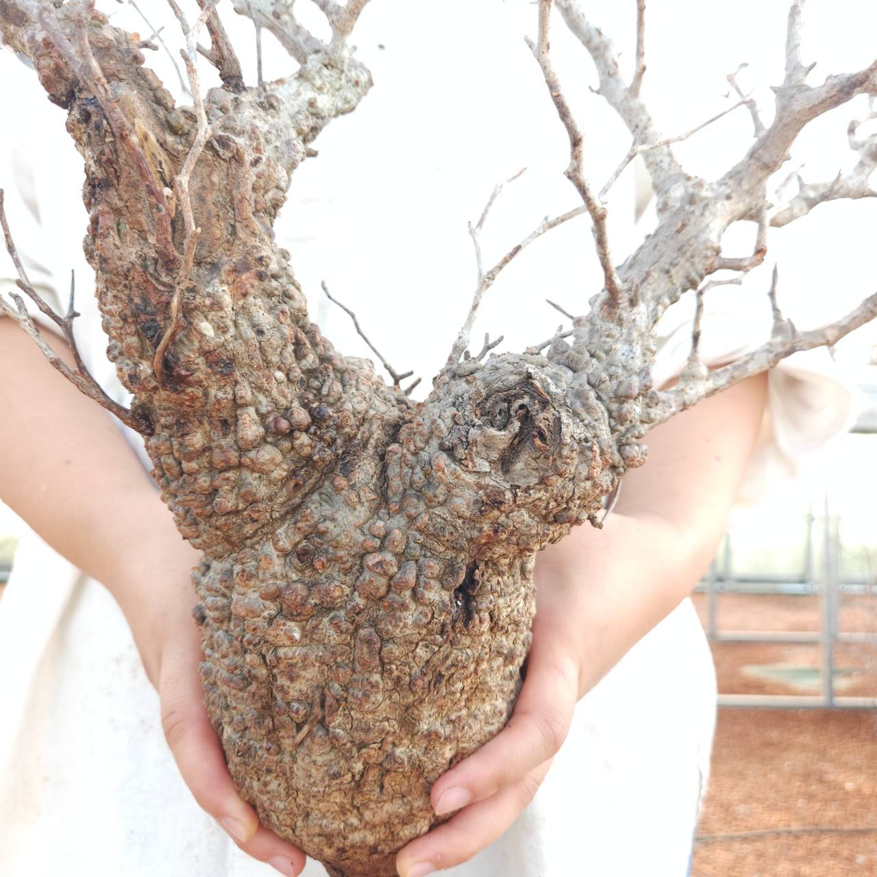 塊根植物専門『ハコネコオークション』開催中！！ – HakoNeko_Plants