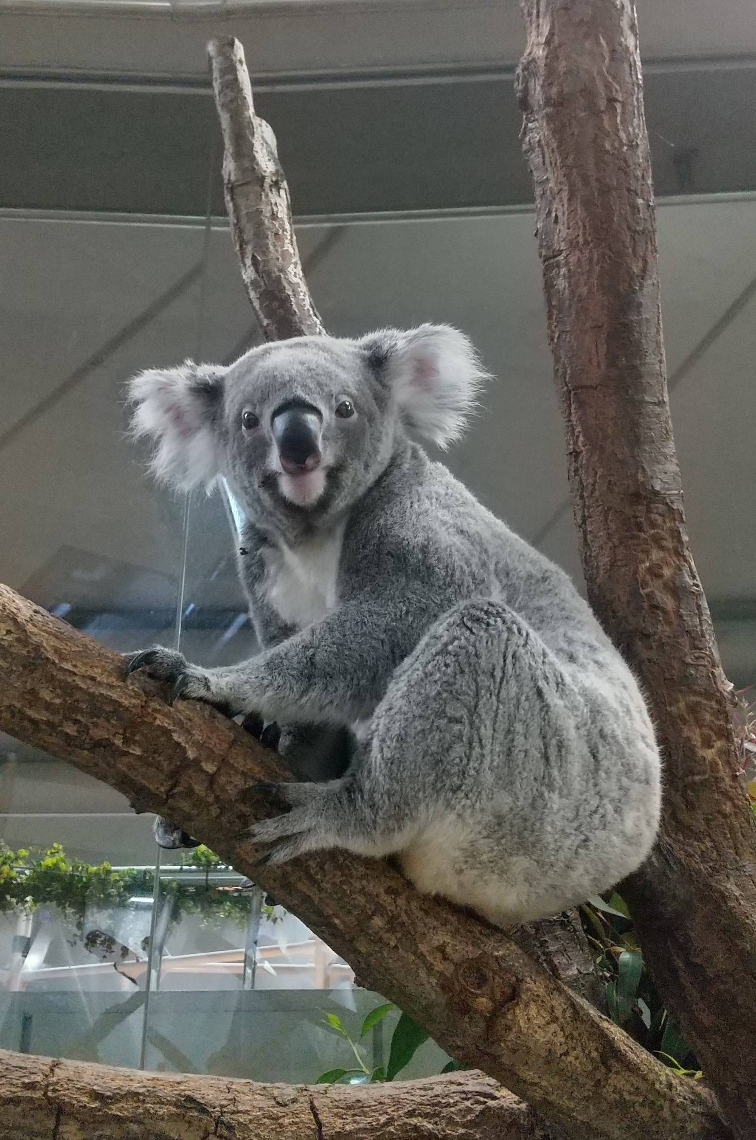 たんぽぽが4歳になりました！|こぼれ話｜ブログ|金沢動物園公式サイト