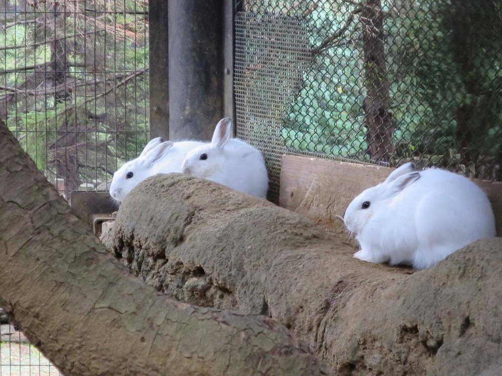 ノウサギ・セリの仔、性別判明！！|飼育日誌｜ブログ|よこはま動物園