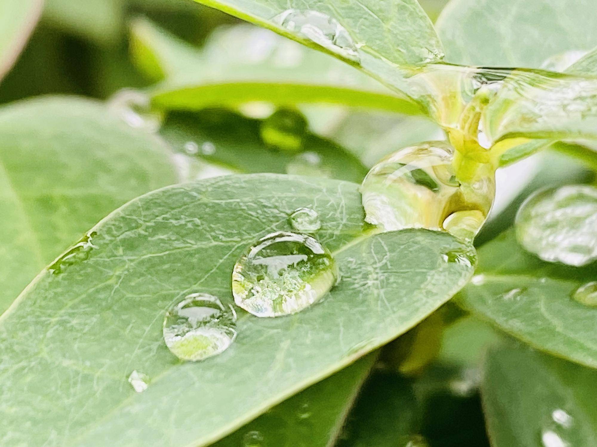 水滴】|｜ブログ|三ツ沢公園公式サイト｜公益財団法人 横浜市緑の協会