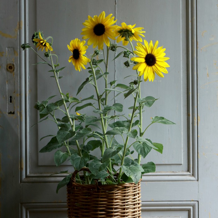 単品】ヒマワリ“サンフィニティ”（東京発送） | アトリエ華もみじ