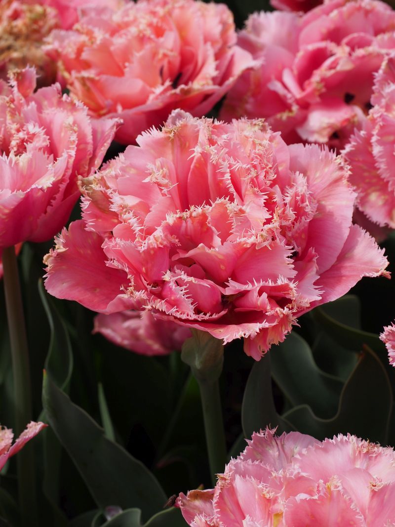 ♡大充実株♡ DDピンクリバーシカップ咲き多花 flower-net_z230702025