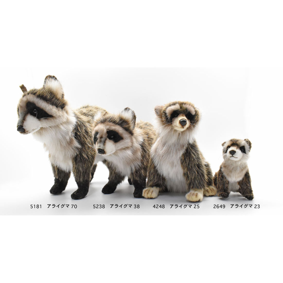 アライグマ 70 | HANSA