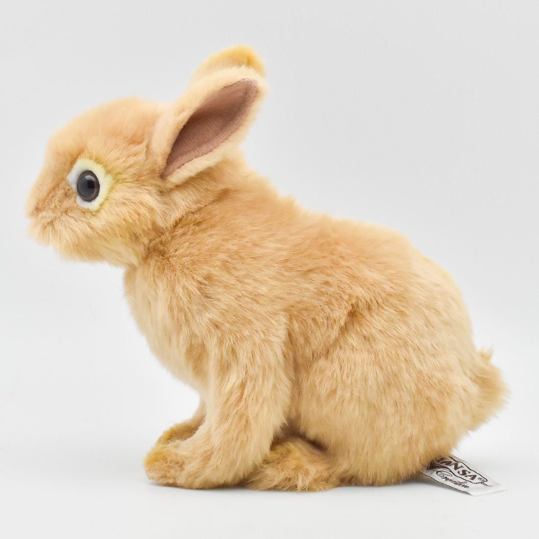 ネザーランド・ドワーフ 21 | HANSA