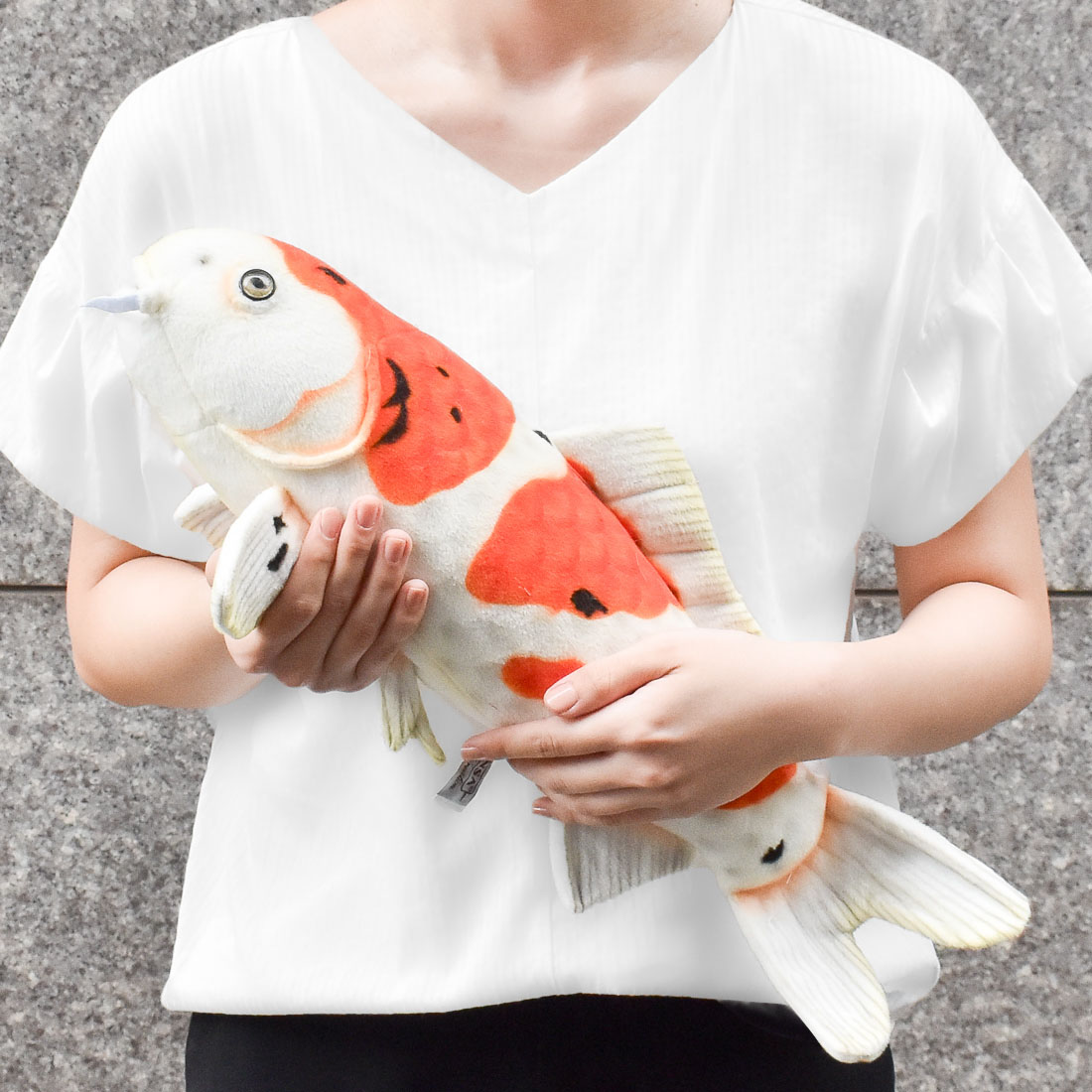 錦鯉 大正三色 52 | HANSA