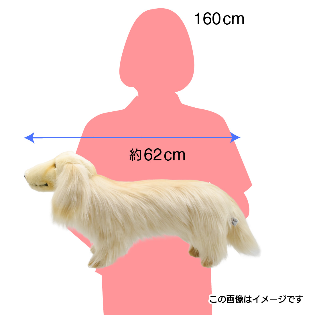 ミニチュアダックスフンド ロングヘア イエロー 62 | HANSA