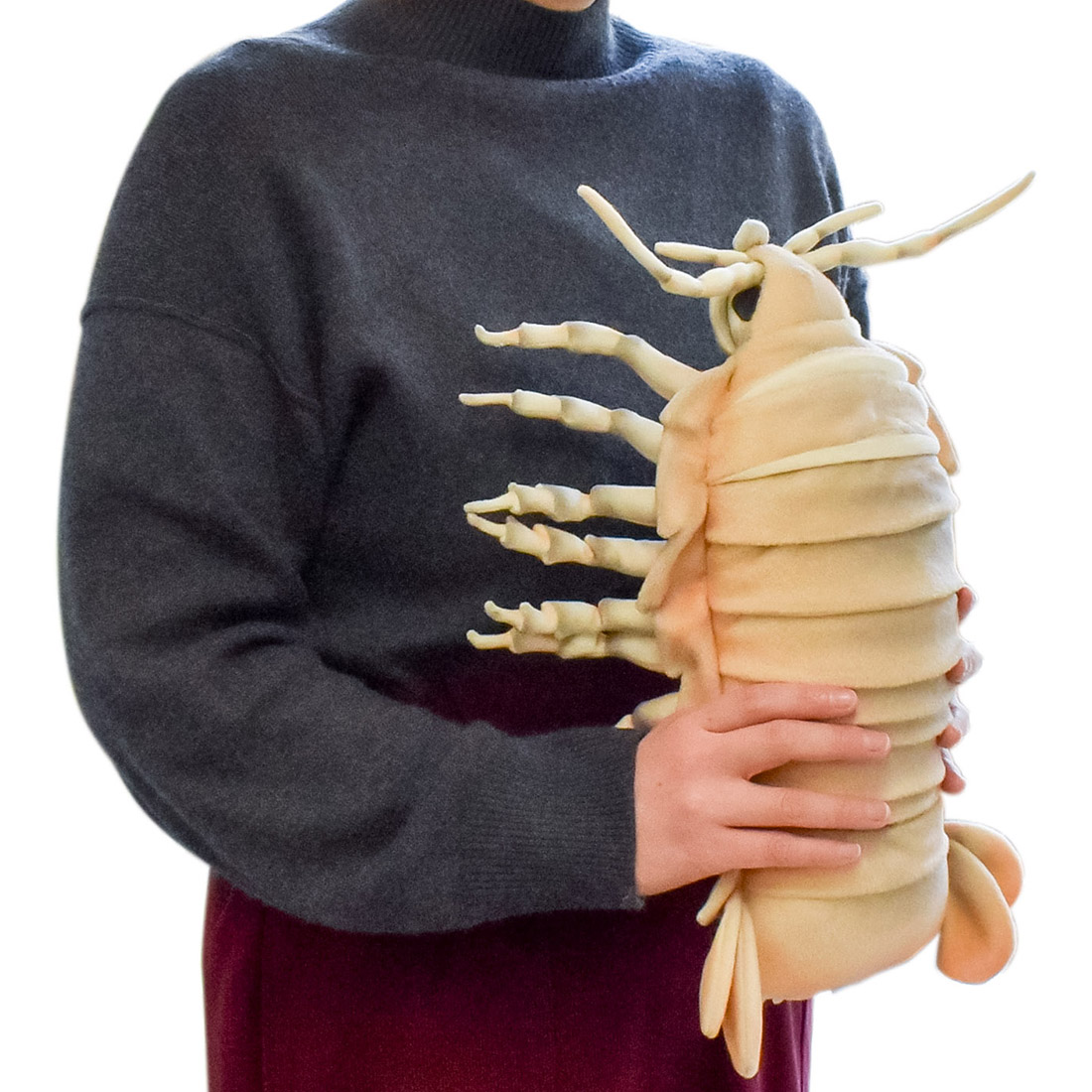 ダイオウグソクムシ 37 | HANSA