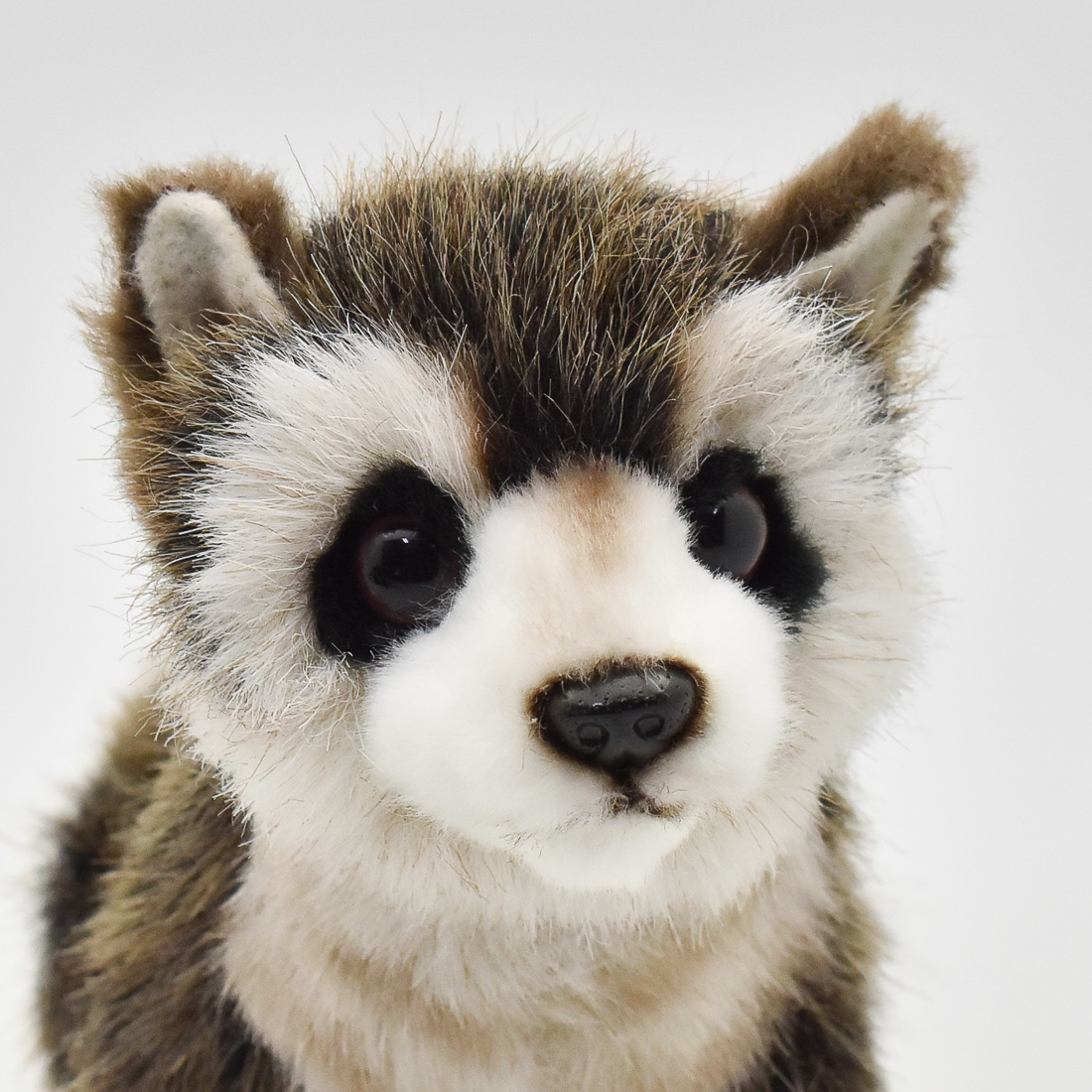 アライグマ 23 | HANSA