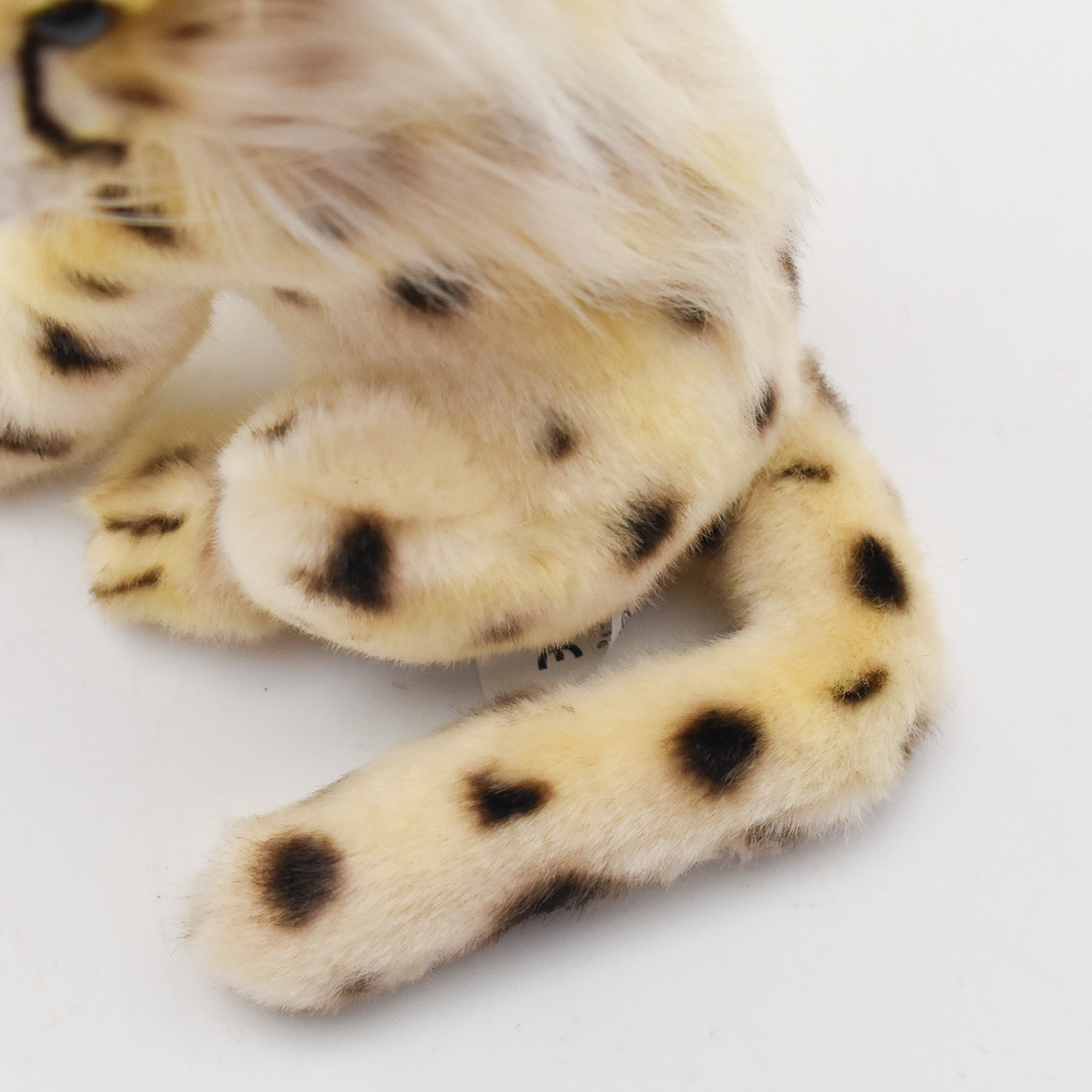 チーター(仔) 21 | HANSA