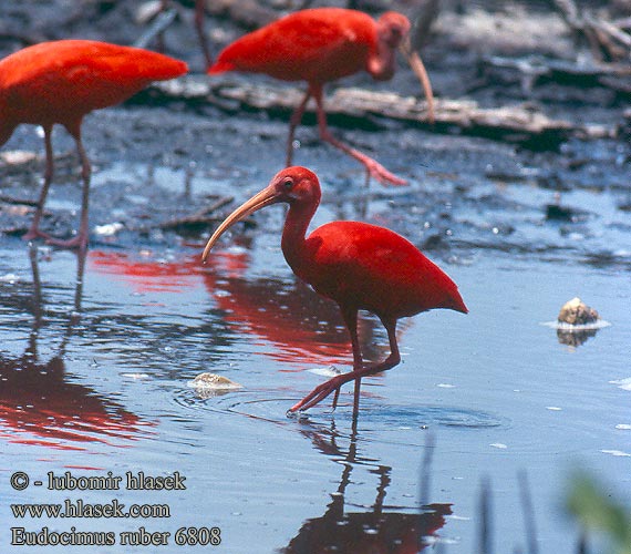 Eudocimus ruber Scarlet Ibis Eufala skipper Ocorrência guará Ibis
