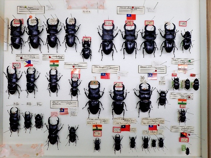 収蔵資料スペシャル企画「標本のミカタ～コレクションから新しい発見を