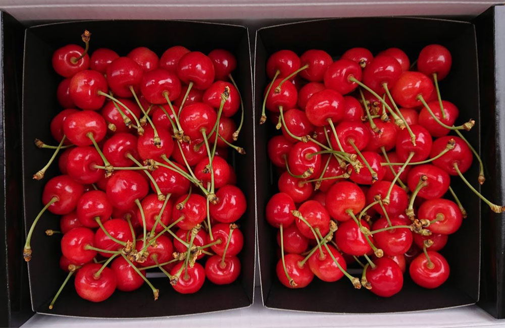 販売店一覧 | 東根さくらんぼ 地理的表示（GI）保護制度