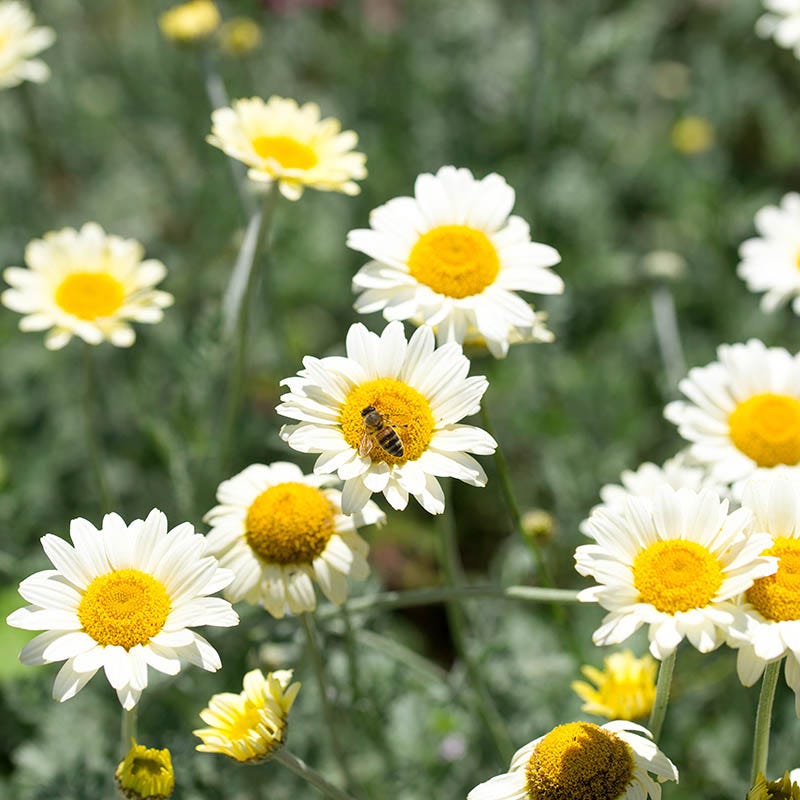 Susanna Mitchell Marguerite Daisy, Anthemis tinctoria | High