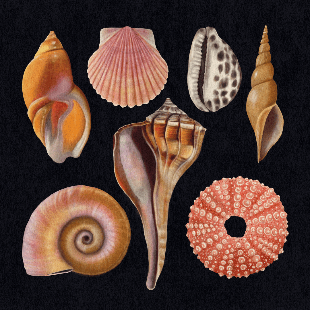 Vintage Botanical Seashell Illustration by Rebecca Zwanzig of High