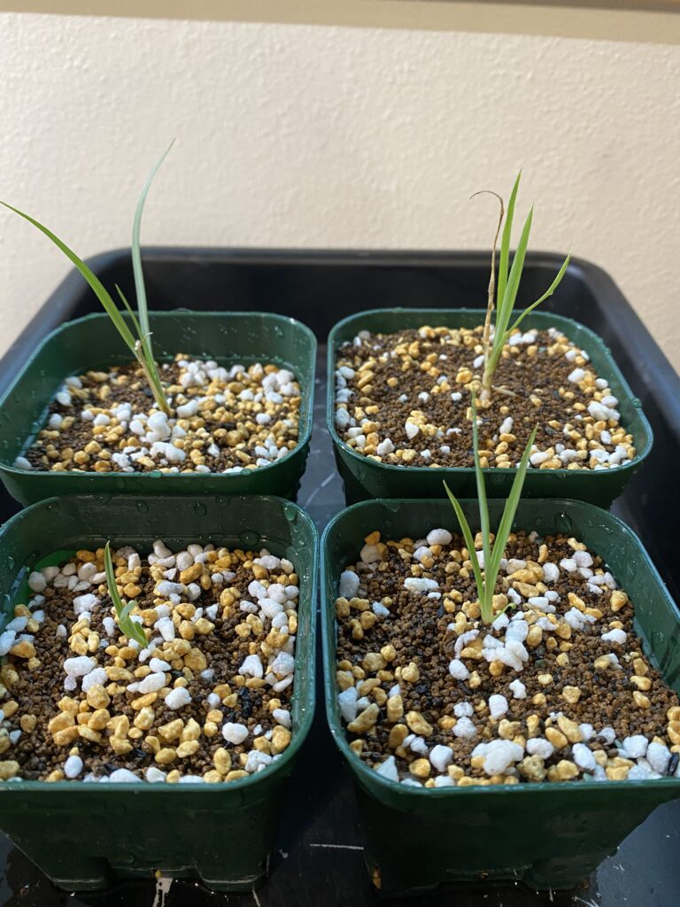 ユッカ・ロストラータ実生 | Hobbyハウス