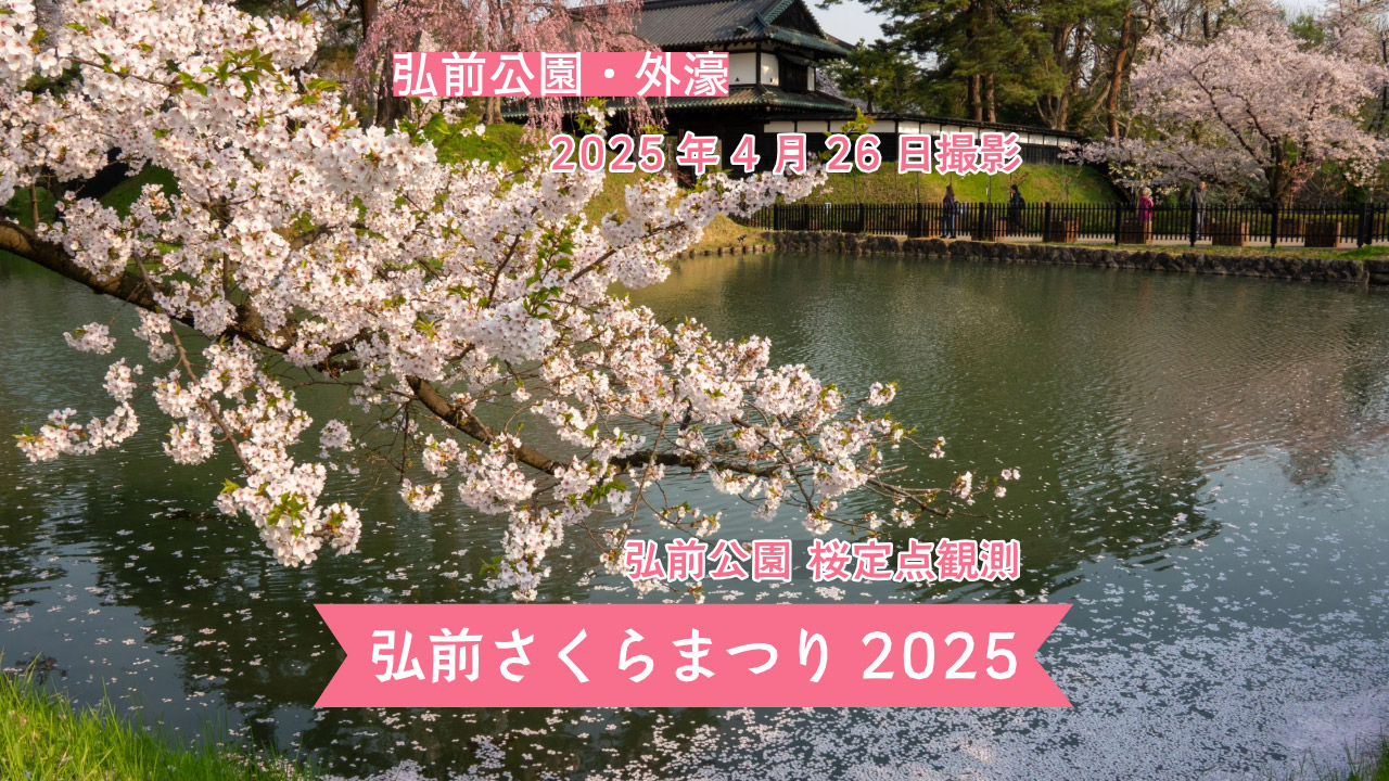 弘前公園 桜定点観測 2025】4月26日 – 外濠のソメイヨシノの桜の様子