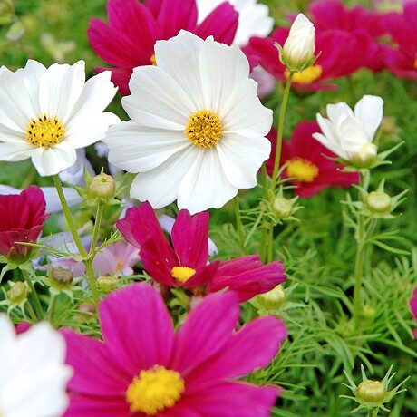 コスモスの育て方や栽培のコツ｜株式会社ハイポネックスジャパン