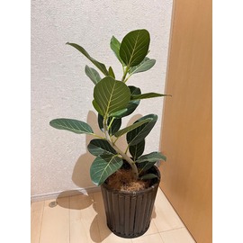 フィカスベンガレンシス 曲がり 7号 イナガーデン｜空間を彩る観葉