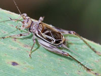 バッタ目（バッタ・キリギリス・コオロギ図鑑）