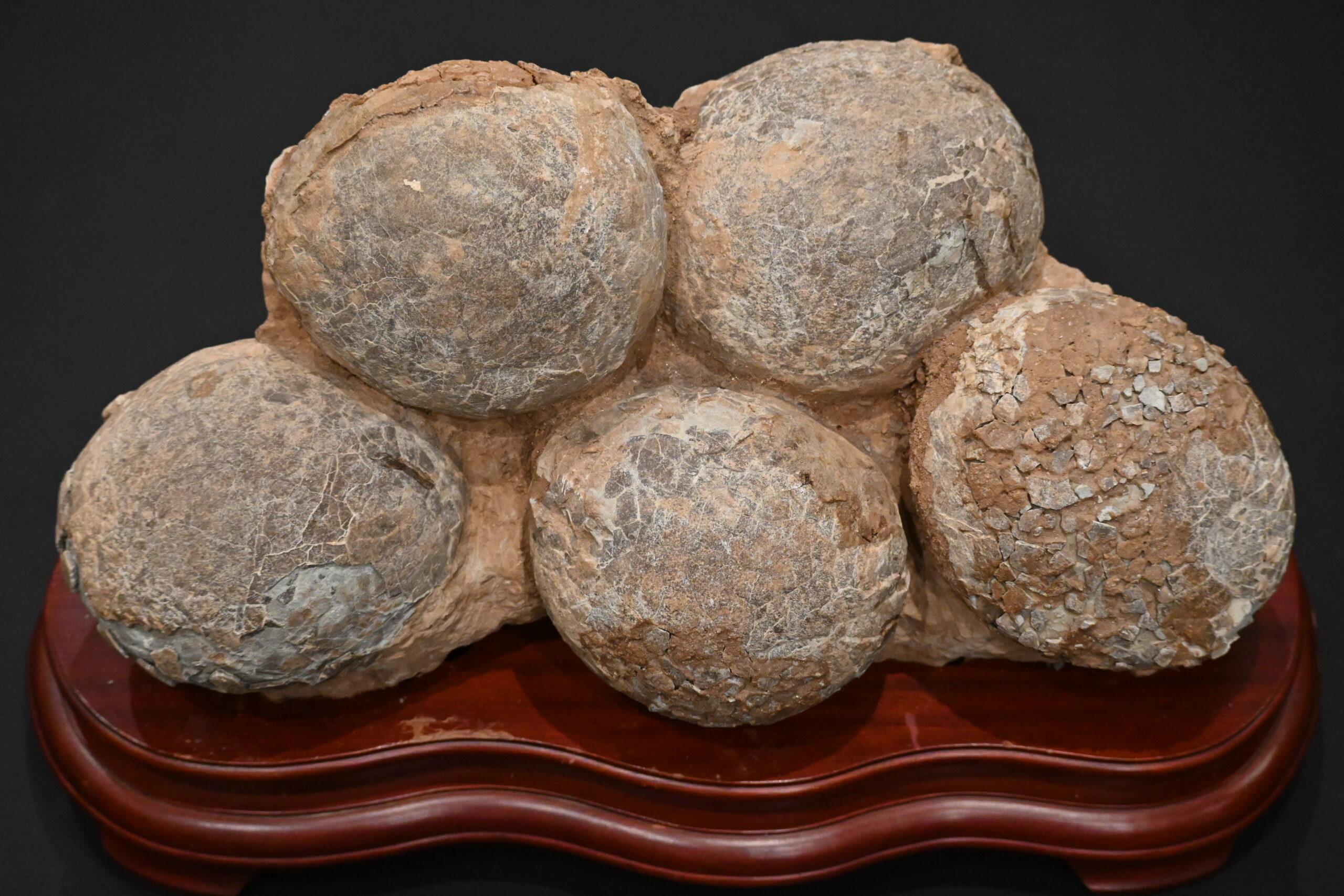 本物保証 恐竜ハドロサウルスの卵化石 絶品美肌の美品卵 極上カバー率