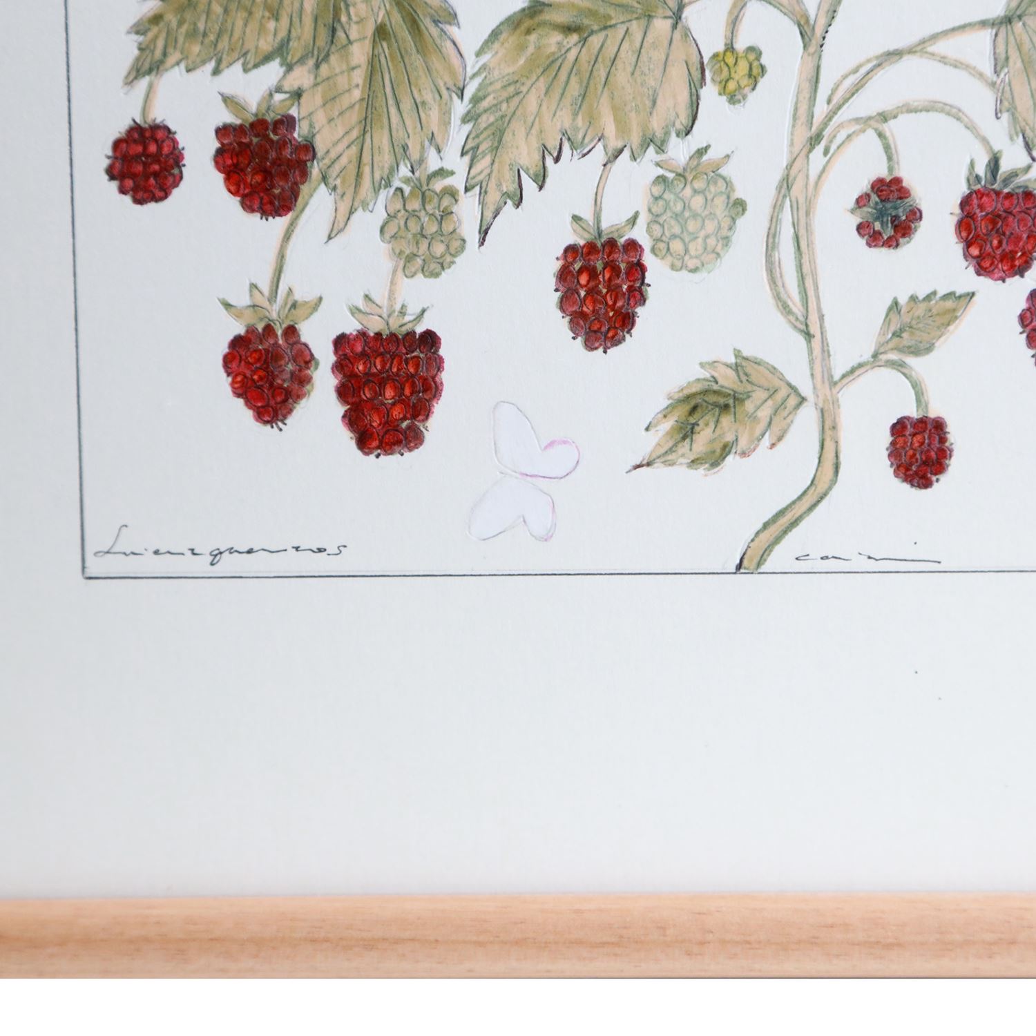 一点物】coricci 「botanical 6」｜これまでに販売した商品｜IDEE SHOP