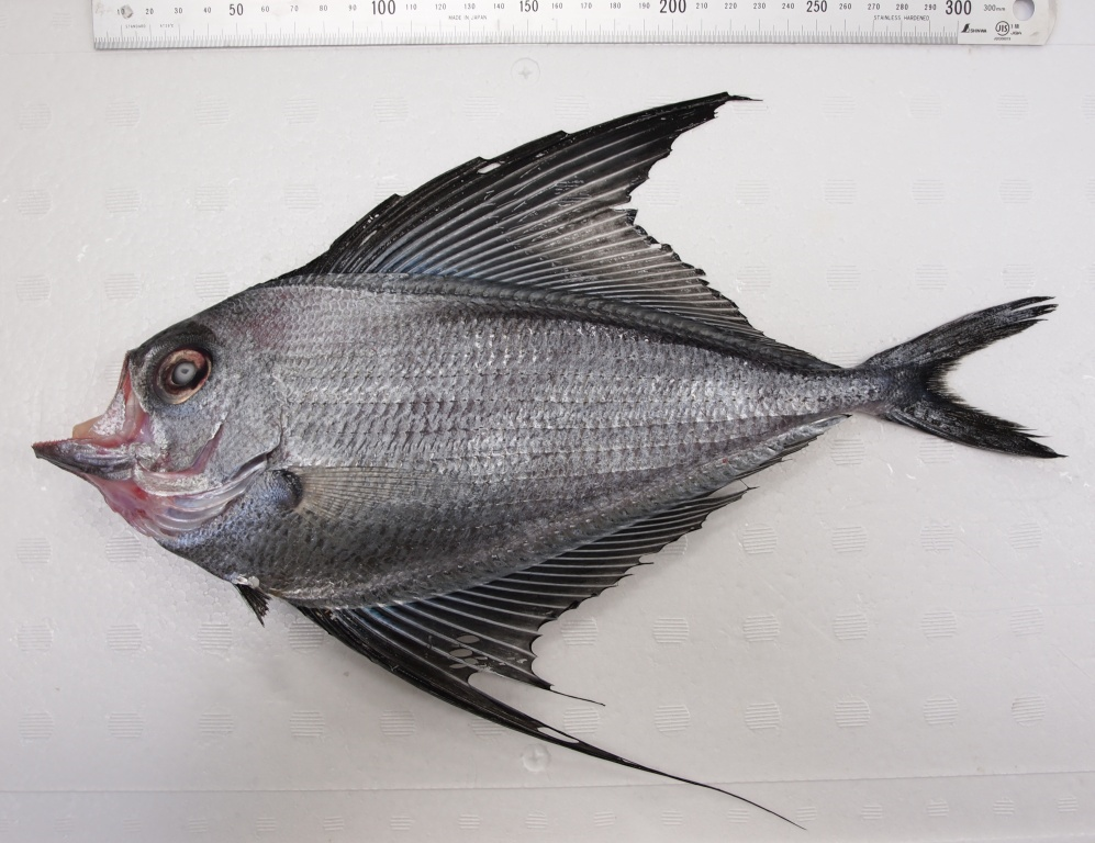 珍魚採集報告第112号 リュウグウノヒメ - 東京都島しょ農林水産総合