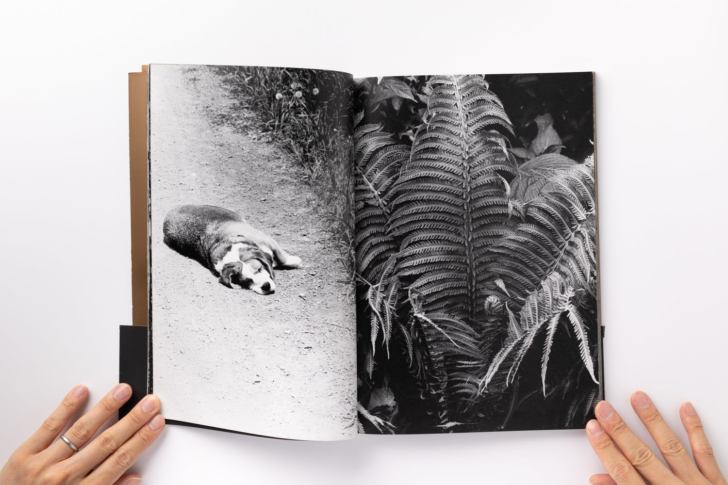 Adieu A X by 中平卓馬 – IACK