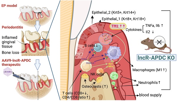 A novel lncRNA-mediated epigenetic regulatory mechanism in