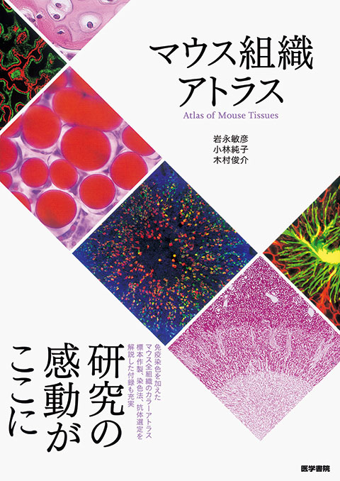 標準組織学 各論 第6版 | 書籍詳細 | 書籍 | 医学書院