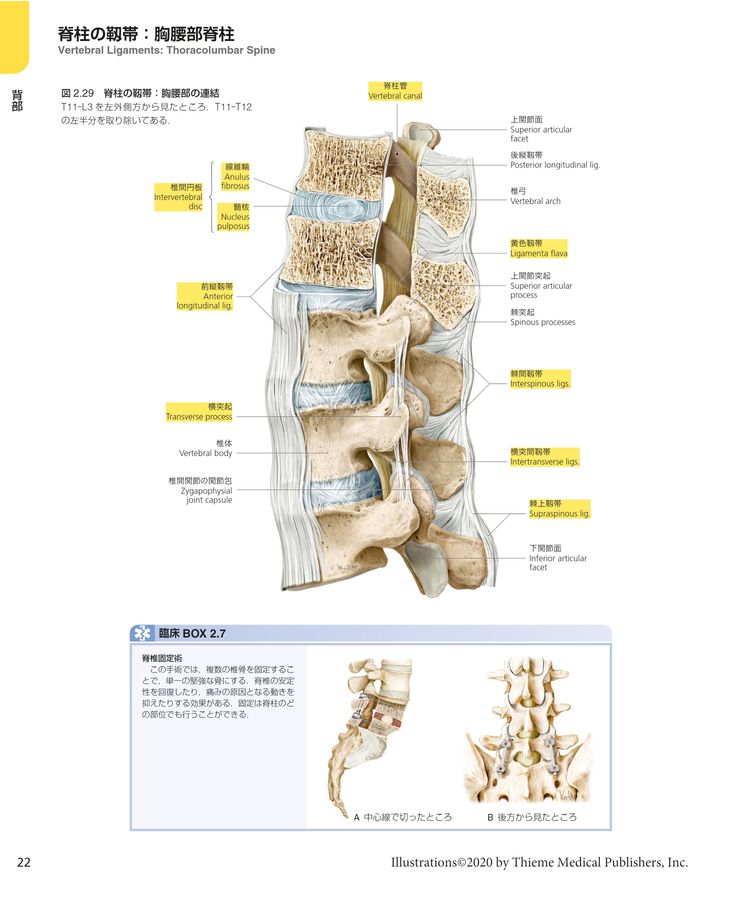 プロメテウス解剖学_コア_アトラス_第4版_立読み