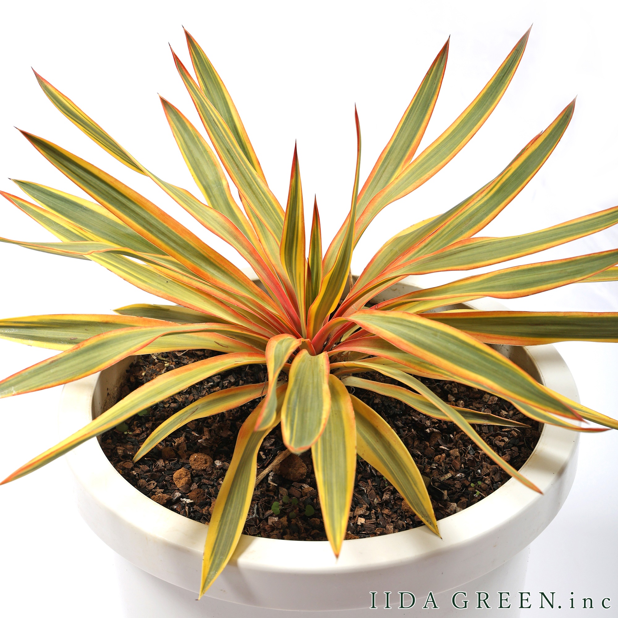 ユッカ・グロリオサ・ブライトスター - IIDA GREEN