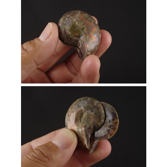 アンモナイト化石 ペア 天然石販売 名取貴石 天然石・国産原石の専門店