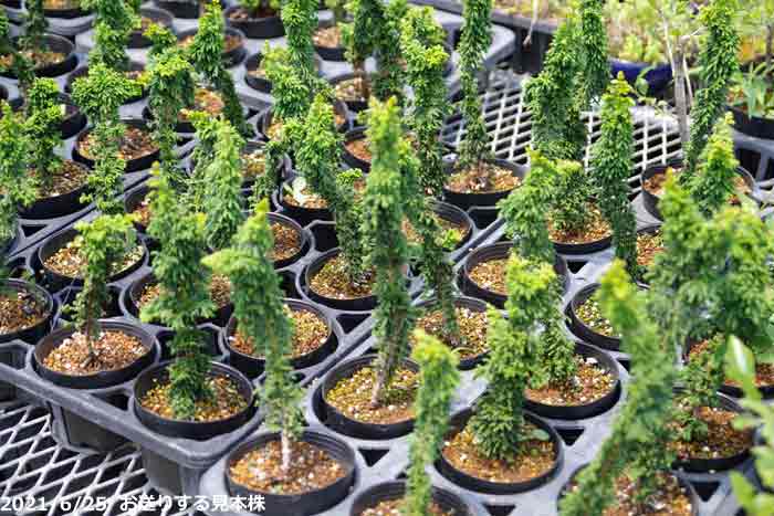 山野草の石田精華園 / セッカヒノキ 3号(9cmポット) 【石化檜 石化