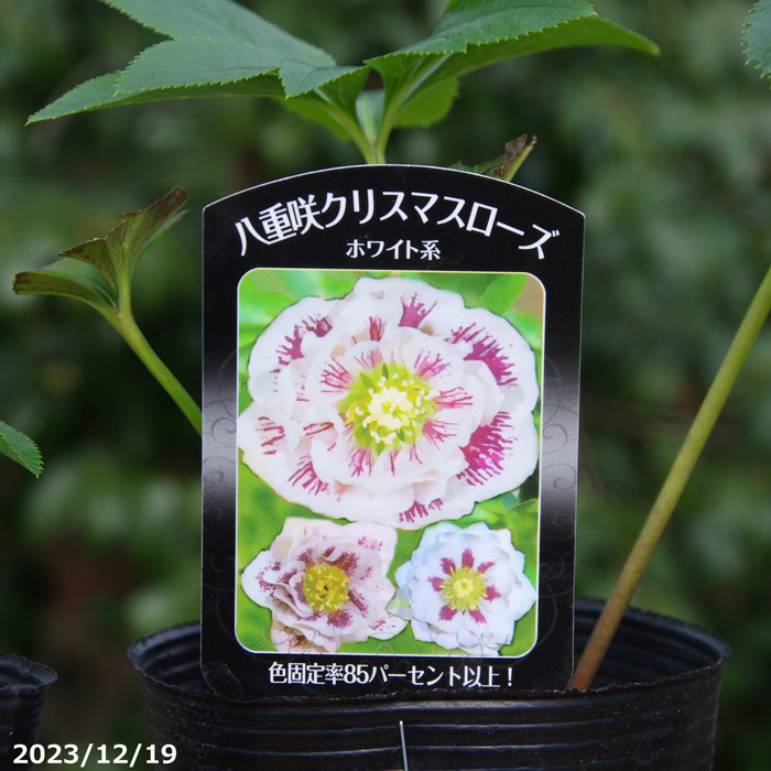 山野草の石田精華園 / 曽田園芸 クリスマスローズの苗 ダブル ホワイト