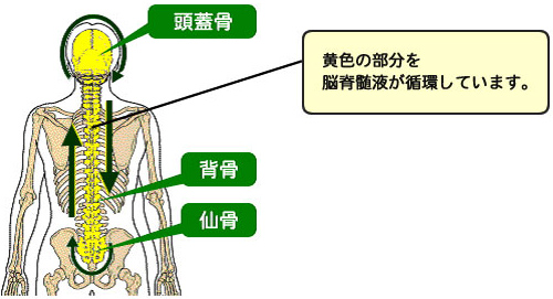 クラニオ（頭蓋骨）施術｜志木の整体「志木クラニオ・カイロ