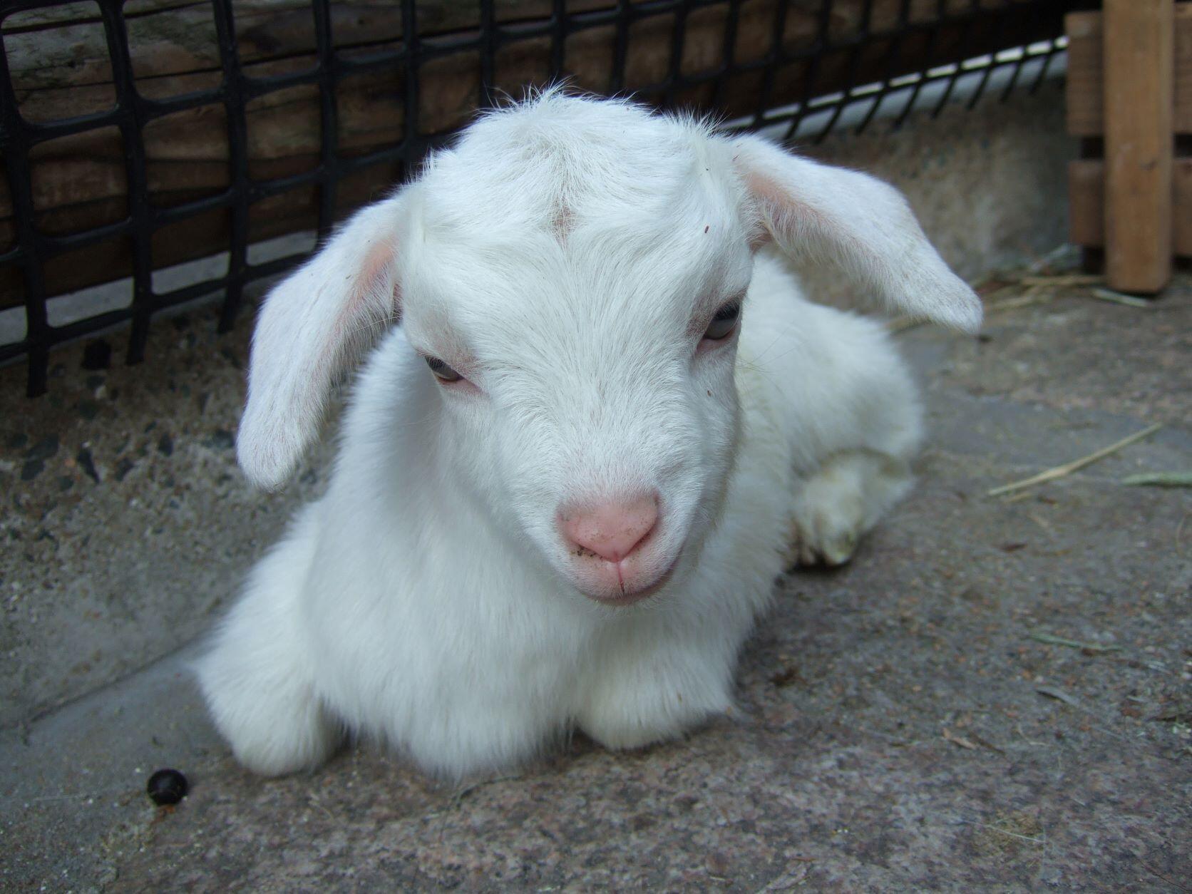 ヤギの日は｜動物たちのおはなし｜公園だより｜到津の森公園