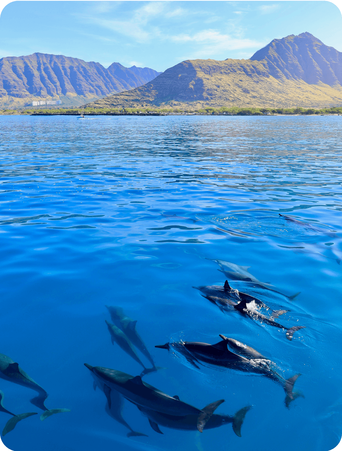 イルカ大学 - 【公式】イルカ ハワイ | 野生のイルカ・カメ・マンタツアー