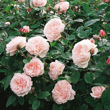 ルドュテ ルデュテ バラ苗 通販 イングリッシュローズ 商品詳細｜バラ