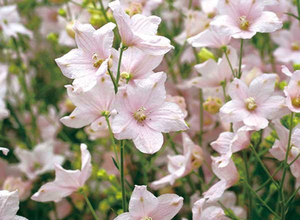 伊予を咲かせる人 さくらひめ開発者 廣瀬由紀夫さん｜iyomemo（いよめも）